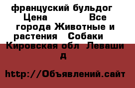 француский бульдог › Цена ­ 40 000 - Все города Животные и растения » Собаки   . Кировская обл.,Леваши д.